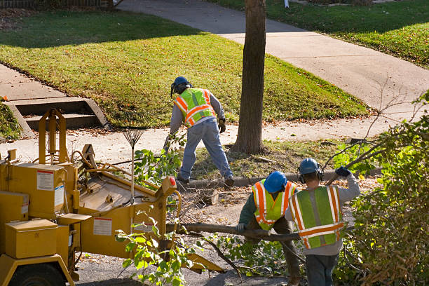 Best Tree Clearing Services  in Von Ormy, TX